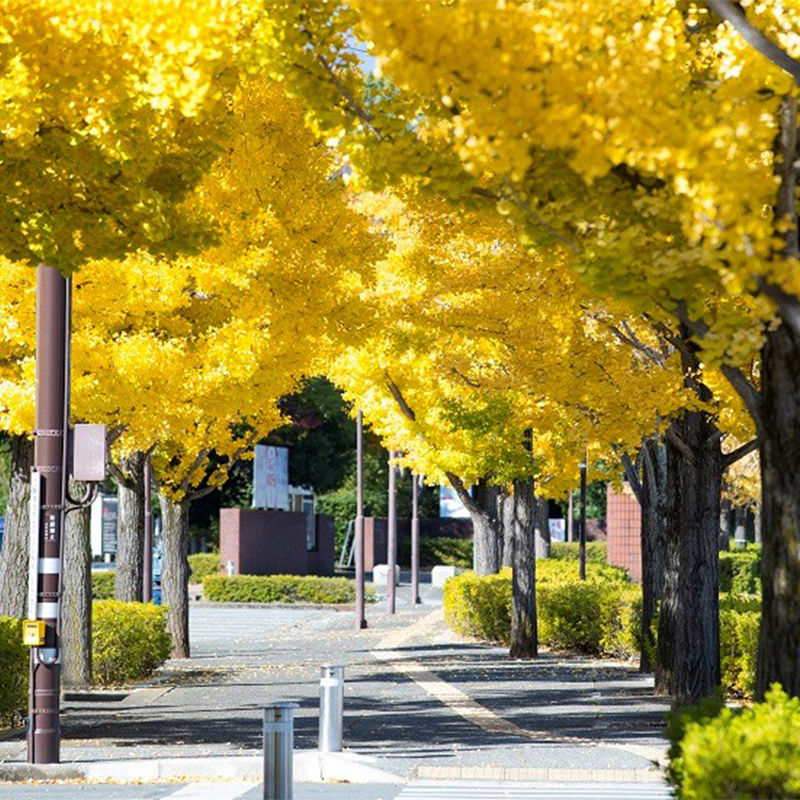 山梨県立美術館の紅葉