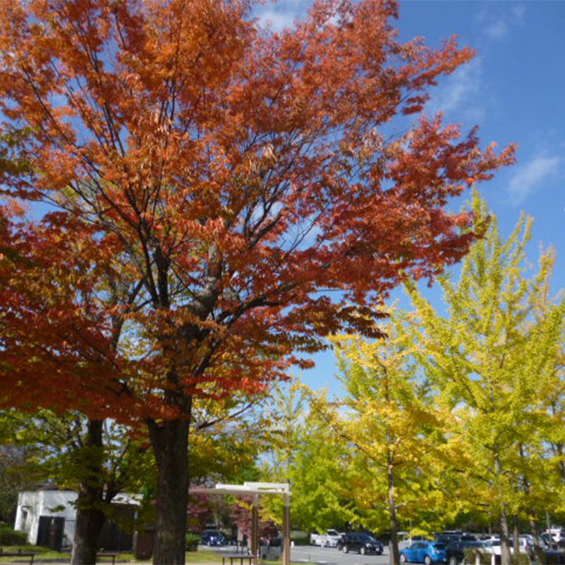 小瀬スポーツ公園の紅葉