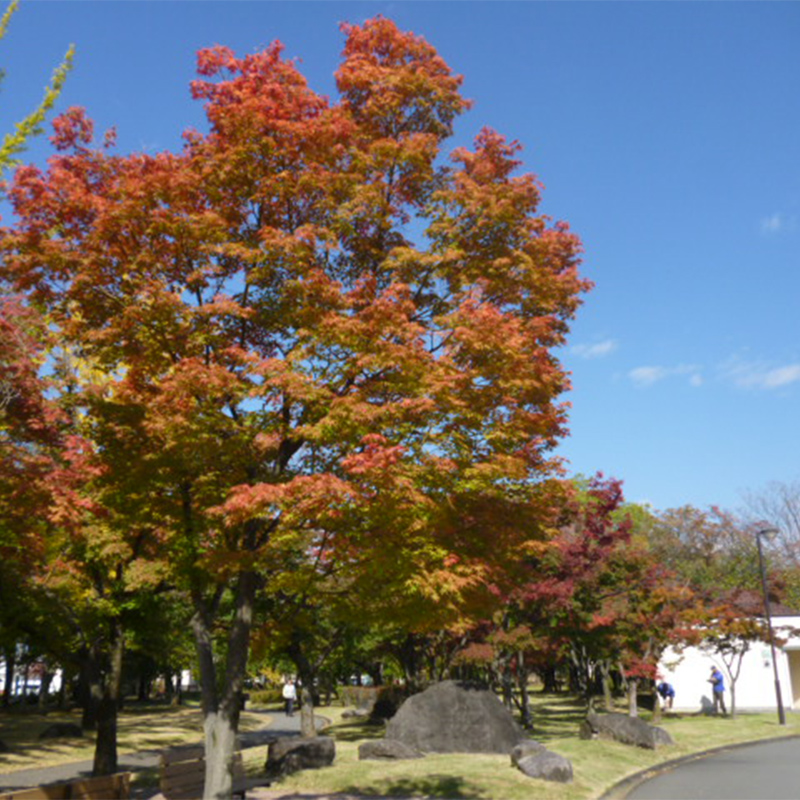 小瀬スポーツ公園の紅葉