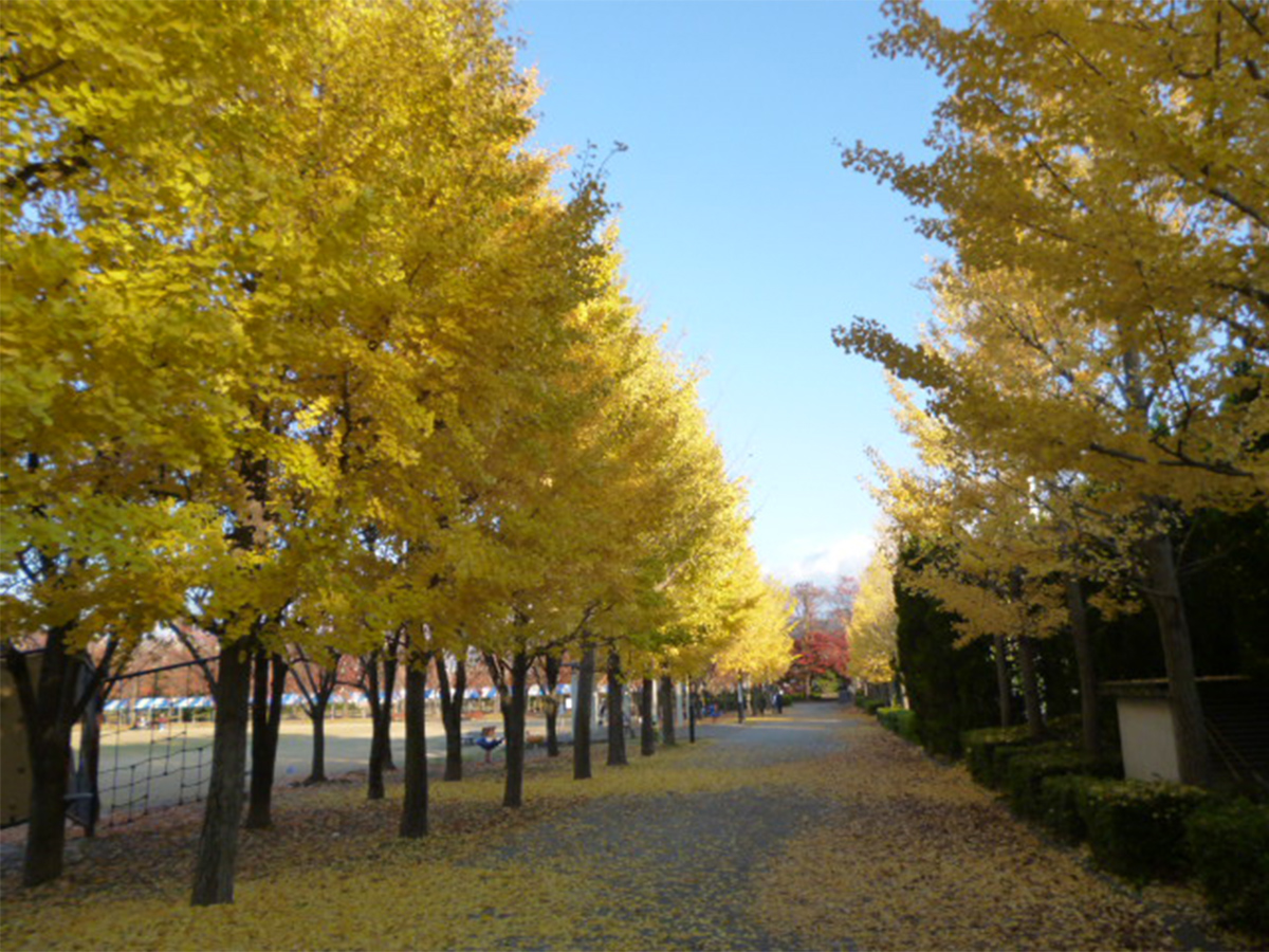 小瀬スポーツ公園のイチョウ並木