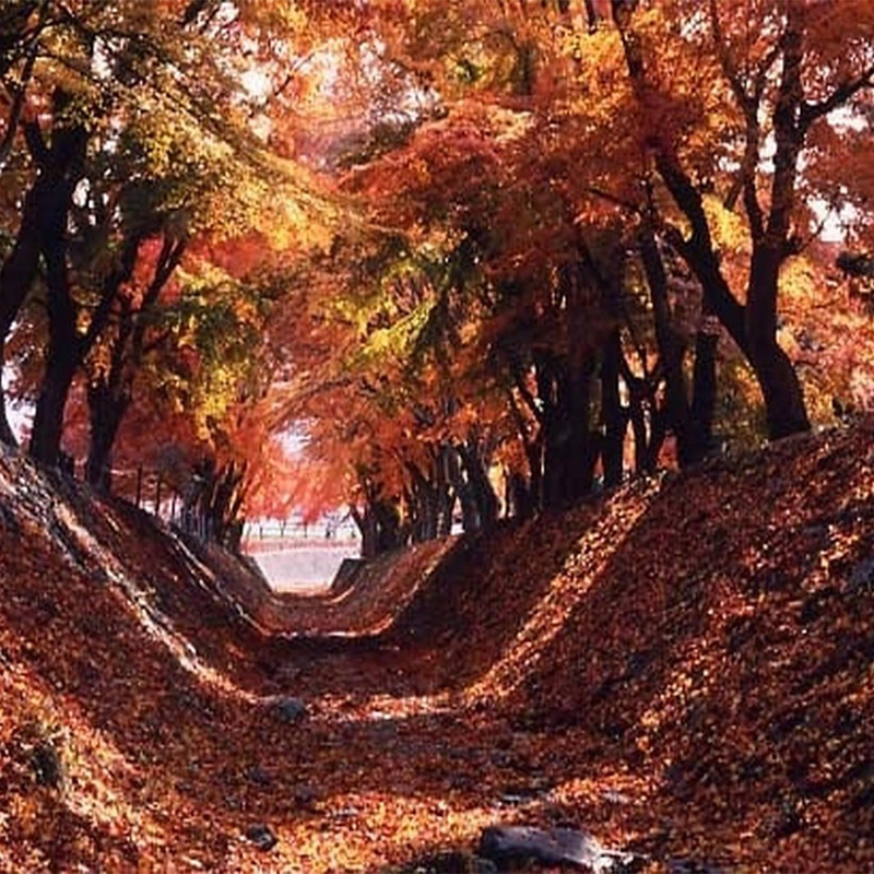 河口湖　もみじ回廊の紅葉