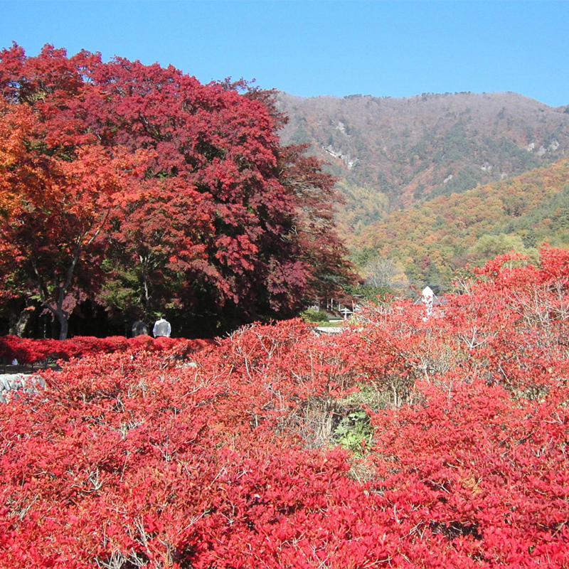 河口湖　もみじ回廊の紅葉