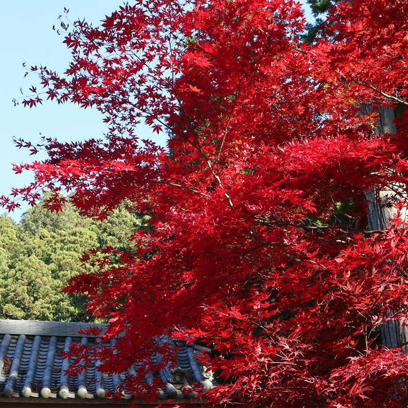 日蓮宗総本山 身延山久遠寺の紅葉