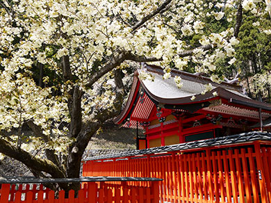 金櫻神社 写真2