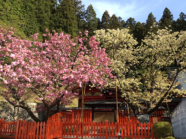 金櫻神社 写真4