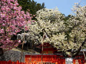 金櫻神社の鬱金桜