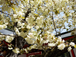 金櫻神社3